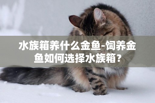 水族箱養什么金魚-飼養金魚如何選擇水族箱？