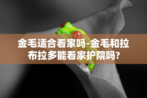 金毛適合看家嗎-金毛和拉布拉多能看家護院嗎?
