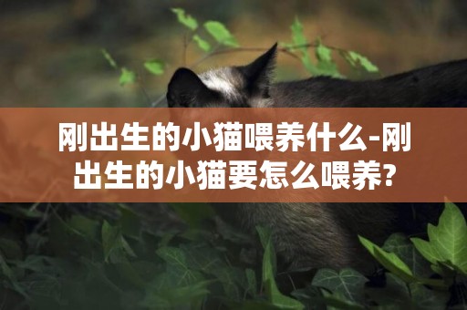 剛出生的小貓喂養什么-剛出生的小貓要怎么喂養?