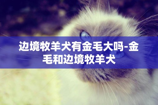 邊境牧羊犬有金毛大嗎-金毛和邊境牧羊犬