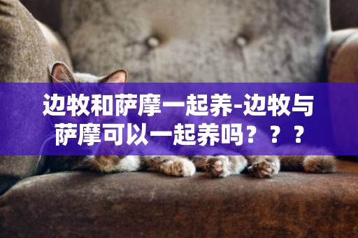 邊牧和薩摩一起養-邊牧與薩摩可以一起養嗎？？？