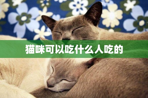 貓咪可以吃什么人吃的