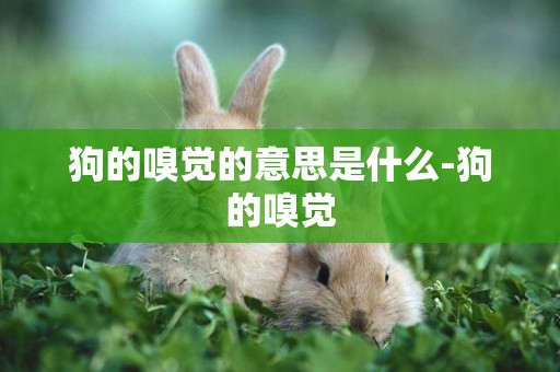 狗的嗅覺的意思是什么-狗的嗅覺