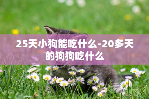 25天小狗能吃什么-20多天的狗狗吃什么