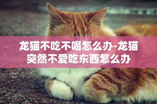 龍貓不吃不喝怎么辦-龍貓突然不愛吃東西怎么辦