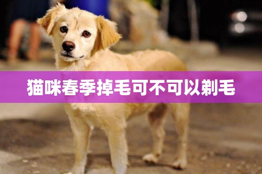 貓咪春季掉毛可不可以剃毛