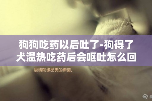 狗狗吃藥以后吐了-狗得了犬溫熱吃藥后會嘔吐怎么回事