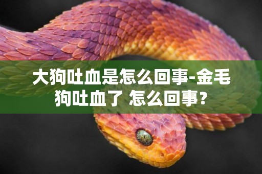 大狗吐血是怎么回事-金毛狗吐血了 怎么回事？