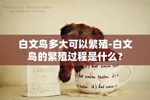 白文鳥多大可以繁殖-白文鳥的繁殖過程是什么？