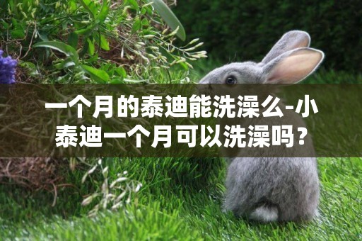一個月的泰迪能洗澡么-小泰迪一個月可以洗澡嗎？