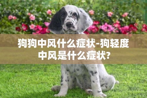 狗狗中風什么癥狀-狗輕度中風是什么癥狀?