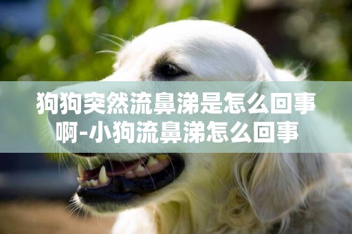 狗狗突然流鼻涕是怎么回事啊-小狗流鼻涕怎么回事