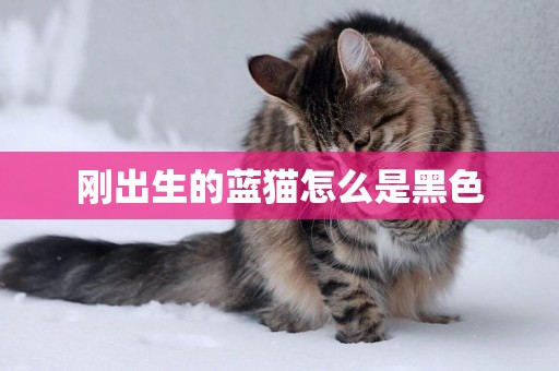 剛出生的藍貓怎么是黑色
