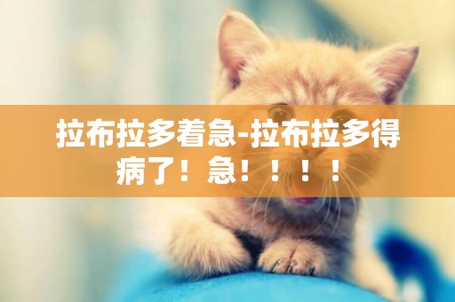 拉布拉多著急-拉布拉多得病了！急！！！！