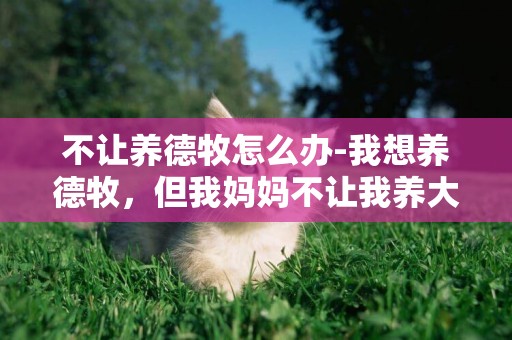 不讓養德牧怎么辦-我想養德牧，但我媽媽不讓我養大型犬