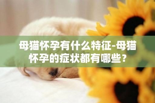 母貓懷孕有什么特征-母貓懷孕的癥狀都有哪些？