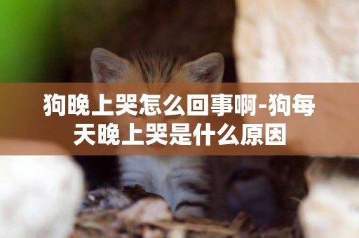 狗晚上哭怎么回事啊-狗每天晚上哭是什么原因
