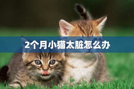 2個月小貓太臟怎么辦