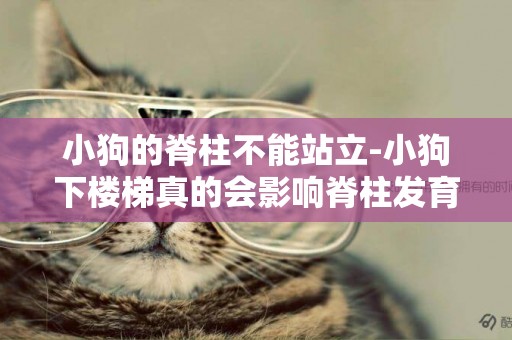 小狗的脊柱不能站立-小狗下樓梯真的會影響脊柱發育嗎？