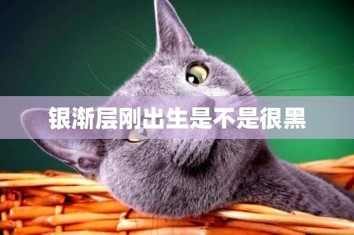銀漸層剛出生是不是很黑