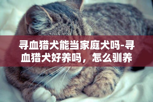 尋血獵犬能當家庭犬嗎-尋血獵犬好養嗎，怎么馴養