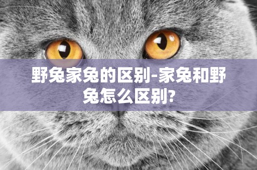 野兔家兔的區別-家兔和野兔怎么區別?