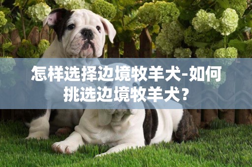 怎樣選擇邊境牧羊犬-如何挑選邊境牧羊犬？