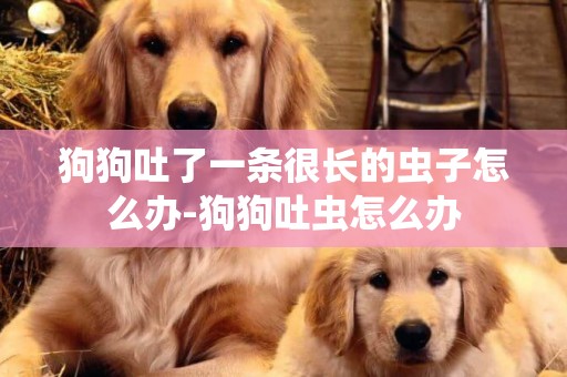 狗狗吐了一條很長的蟲子怎么辦-狗狗吐蟲怎么辦