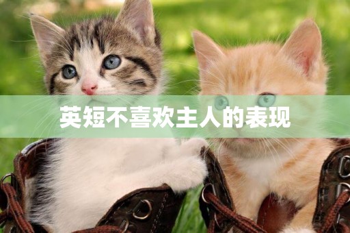 英短不喜歡主人的表現