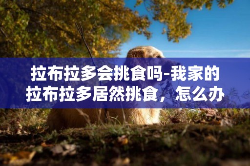 拉布拉多會挑食嗎-我家的拉布拉多居然挑食，怎么辦