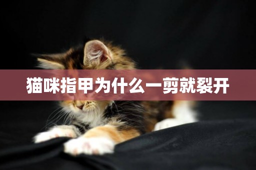 貓咪指甲為什么一剪就裂開