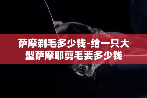 薩摩剃毛多少錢-給一只大型薩摩耶剪毛要多少錢