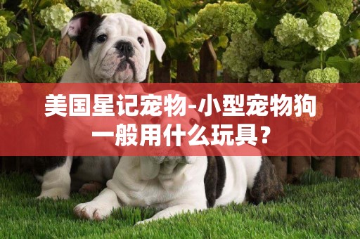 美國星記寵物-小型寵物狗一般用什么玩具？