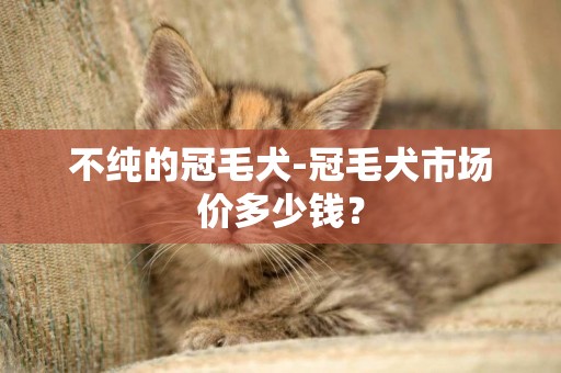 不純的冠毛犬-冠毛犬市場價多少錢？