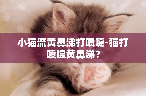 小貓流黃鼻涕打噴嚏-貓打噴嚏黃鼻涕？