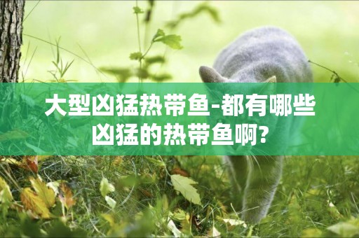 大型兇猛熱帶魚-都有哪些兇猛的熱帶魚啊?