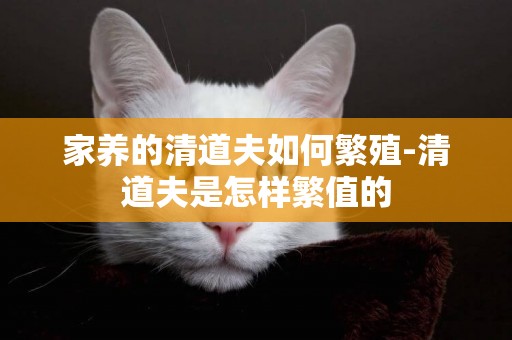 家養的清道夫如何繁殖-清道夫是怎樣繁值的