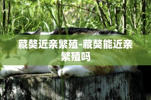 藏獒近親繁殖-藏獒能近親繁殖嗎