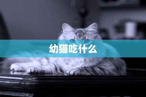 幼貓吃什么