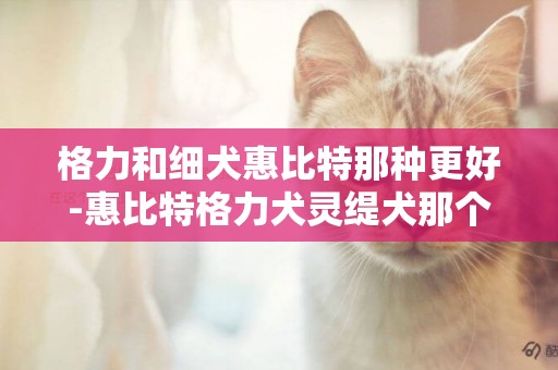 格力和細犬惠比特那種更好-惠比特格力犬靈緹犬那個好？