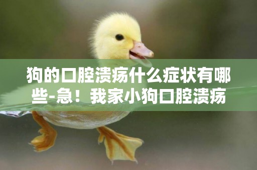 狗的口腔潰瘍什么癥狀有哪些-急！我家小狗口腔潰瘍！