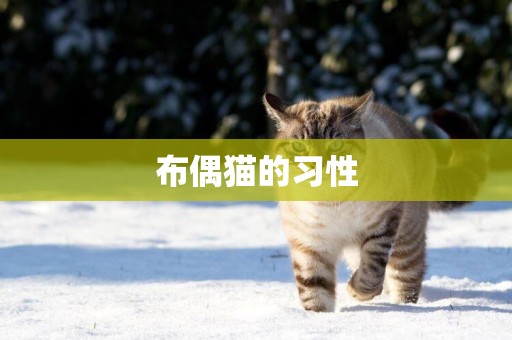 布偶貓的習性