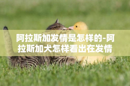 阿拉斯加發情是怎樣的-阿拉斯加犬怎樣看出在發情