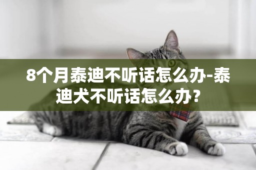8個月泰迪不聽話怎么辦-泰迪犬不聽話怎么辦？