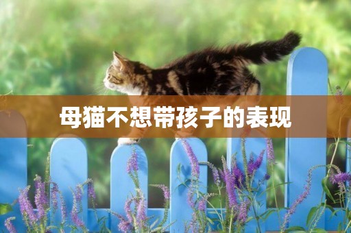 母貓不想帶孩子的表現