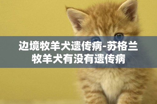 邊境牧羊犬遺傳病-蘇格蘭牧羊犬有沒有遺傳病