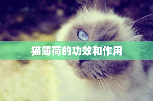 貓薄荷的功效和作用