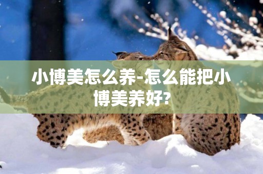 小博美怎么養-怎么能把小博美養好?