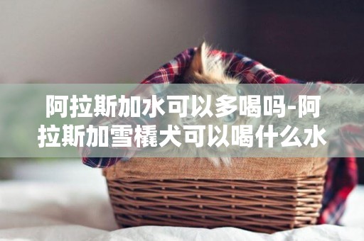 阿拉斯加水可以多喝嗎-阿拉斯加雪橇犬可以喝什么水