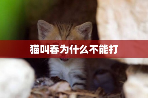 貓叫春為什么不能打